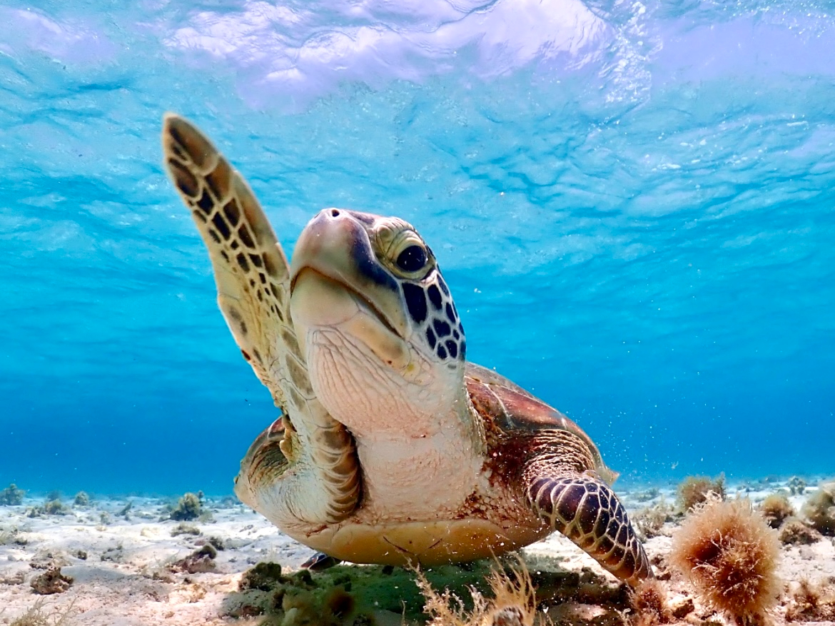 少人数性の八重干瀬シュノーケルツアー！手作りランチ付き！ドローン