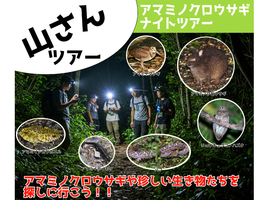 ナイトツアーで見る事ができる可能性のある生き物達
■アマミノクロウサギ■アマミヤマシギ■アマミハナサキガエル■アマミイシカワガエル■リュウキュウコノハズク■アマミトゲネズミなど
後はあなたの運次第!?