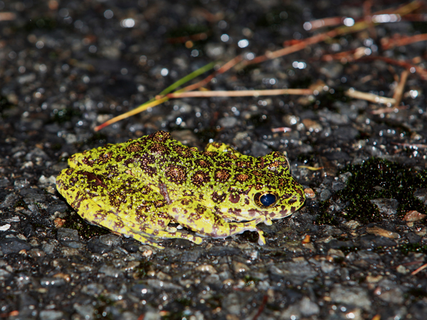 A}~CVJKG`u{JGvƂ󏭂ȃJGBJ̓ɏo܂܂BŊ뜜B