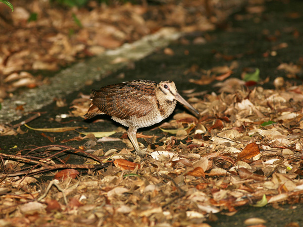 A}~}VM`{Bɐ郄}VMƂ͕ʎBԂ͓̂ӂł͂ȂBŊ뜜B