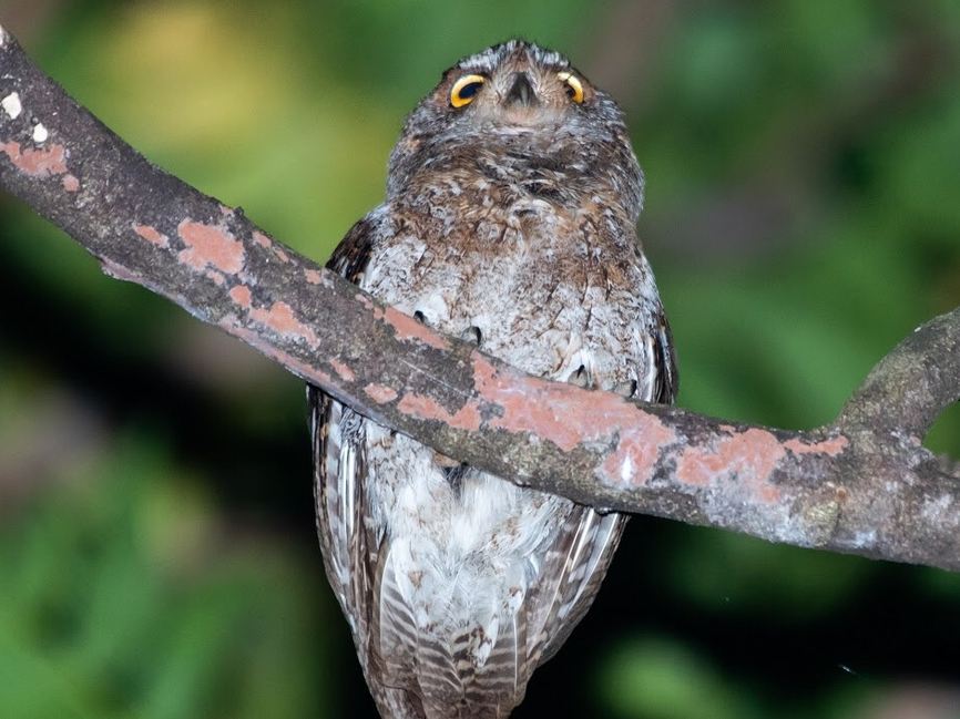 ELERmnYN`{ꏬȃtNEłRmnYN̈BuRzbvƂƓ̖ŖBŊ뜜B