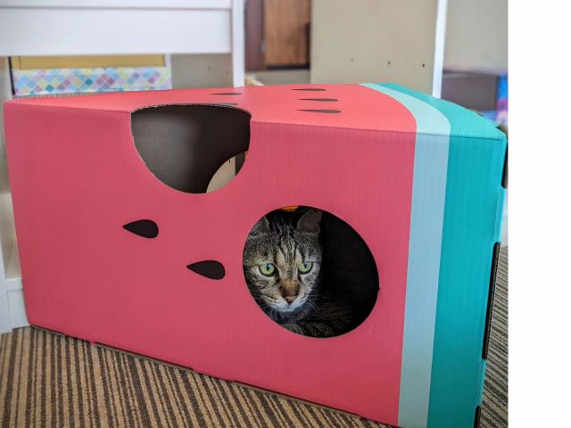 保護猫カフェ ヘミングウェイ