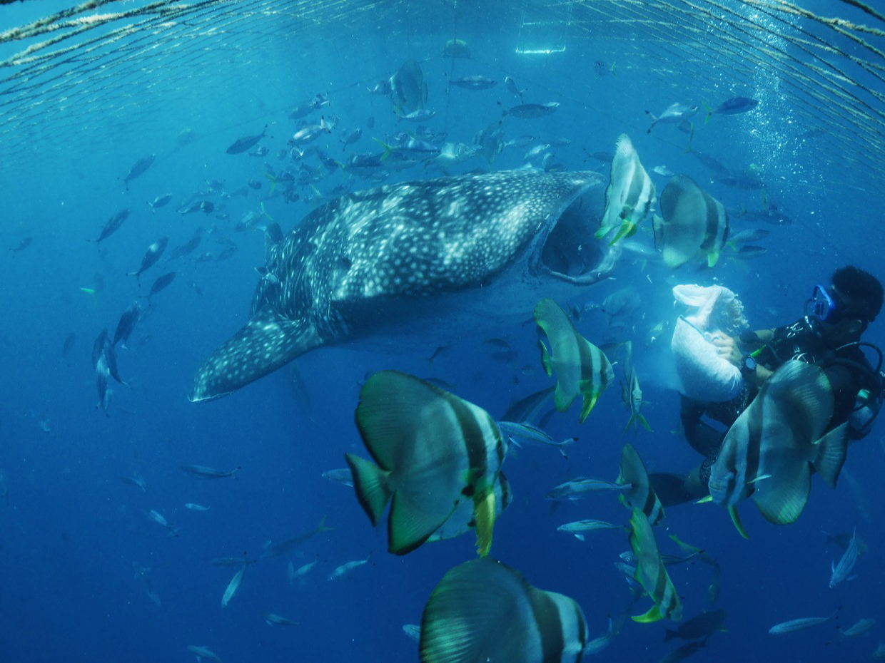 ڂ̑OŉaHׂWxGUɑ唗́II