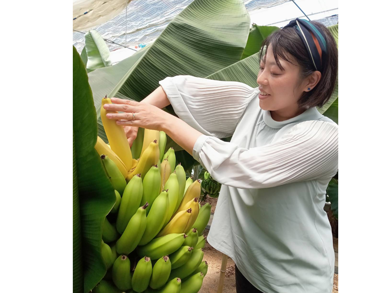 バナナの収穫はじめてよ(実際には青いバナナです)