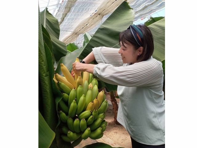 一番熟しているのをチョッキンと・・・(実際には青いバナナです)