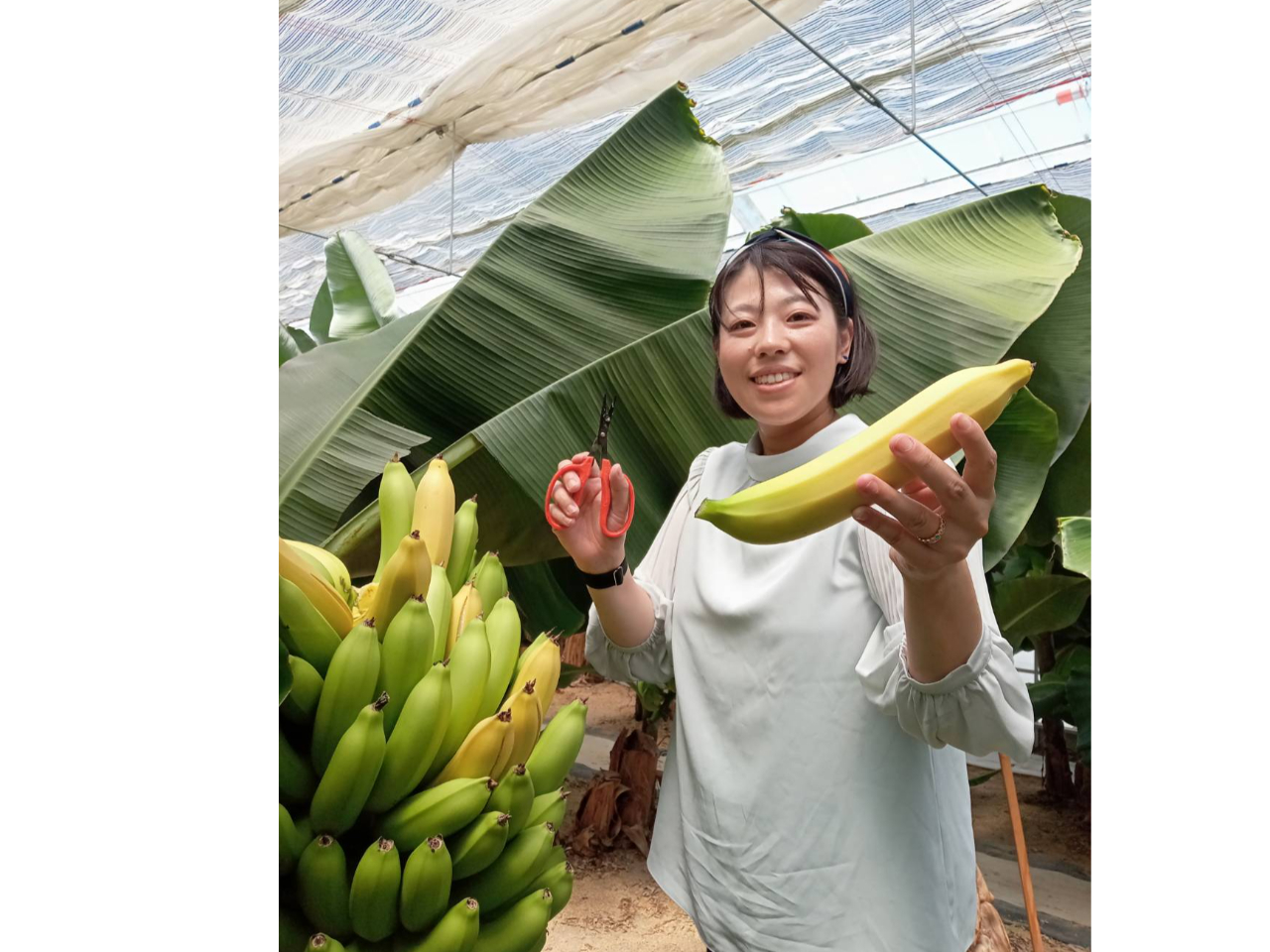 大きいのが採れました(実際には青いバナナです)