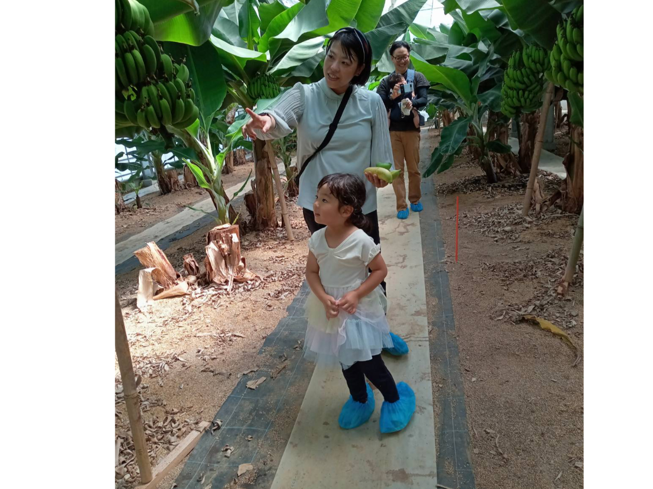 これが黄色くなるのよ たくさん生っているね