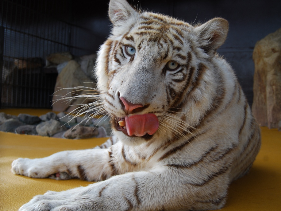 ڂ̓u[A̓sÑzCg^CK[I