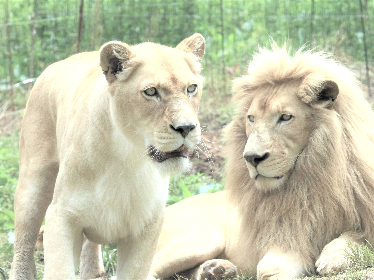 5月3・4・5日≪GW≫はこちら／【入園チケットプラン】事前購入で