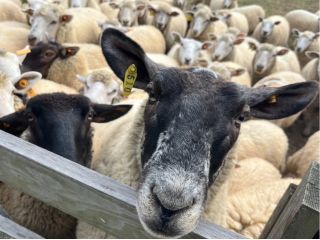 場内には約100頭のヒツジが自由に歩き回っています。