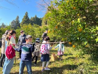 埼玉県・毛呂山町のゆず園で、青空のもと【ゆずの収穫】をしませんか?