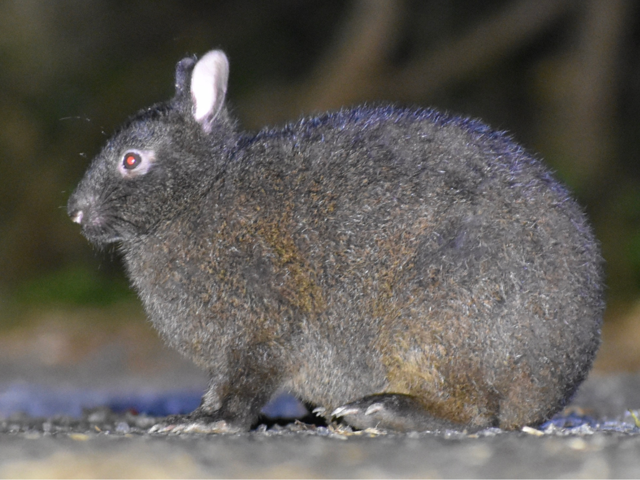 クロウサギをメインで探すので高確率で出会うことができる!奄美大島の希少生物たちを見に行きましょう!貸切案内でリラックスして参加が可能!