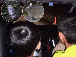 親子で楽しい動物探しのナイトツアー!