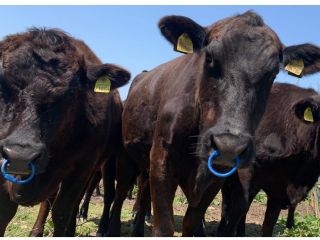 無角和種 和牛と認められている4品種のうち、唯一角が生えず、山口県に約2000頭しかいない。飼育頭数は和牛全体の0.01%という希少さ。