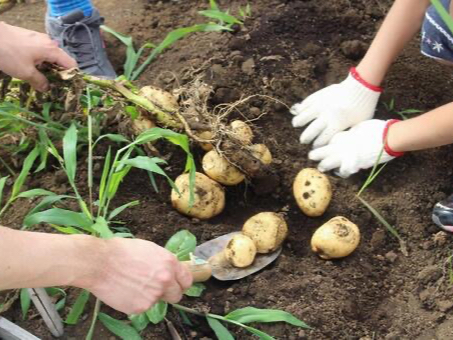 ���ԃi�r�̎ʐ^2