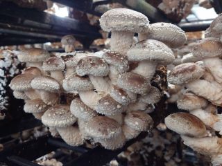 お客様ご自身で、狩りたいしいたけを選び放題!