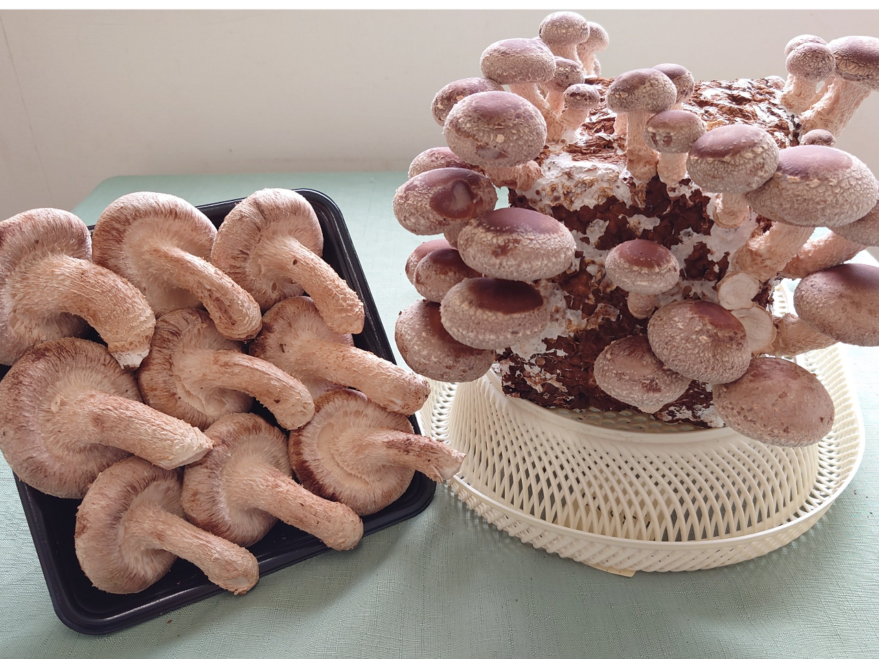 �ʏ�ł͍��l�Ŕ����邵��������������ꂿ�Ⴄ�����I�H