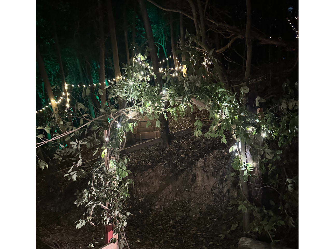 光る森の空中散歩♪ 幻想的な夜の世界を楽しもう！ 3本のZIPLINEを飛ぶ