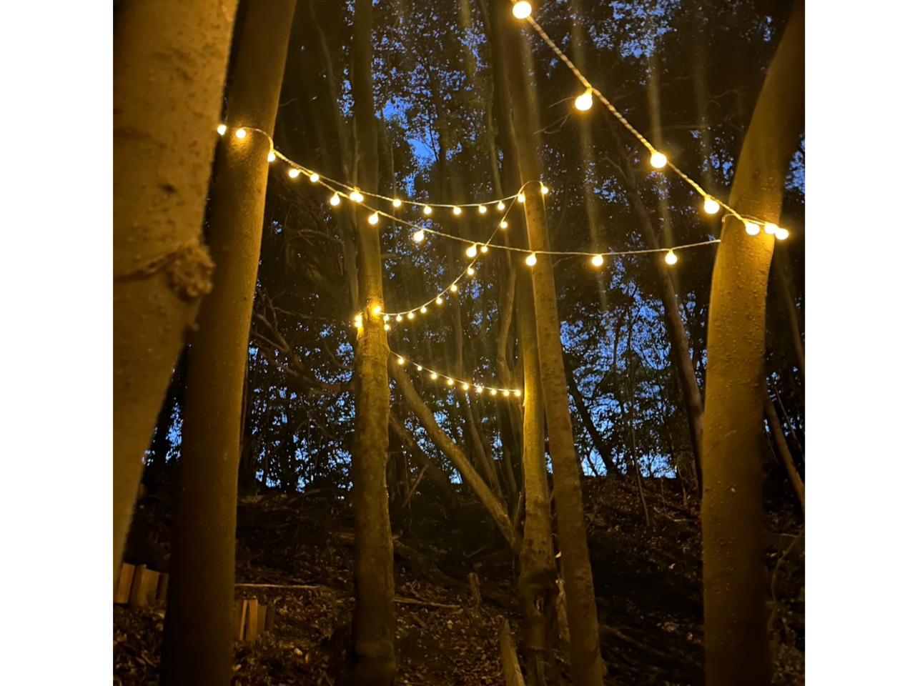 光る森の空中散歩♪ 幻想的な夜の世界を楽しもう！ 3本のZIPLINE