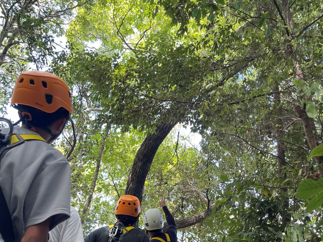 京都の森で森林浴!いろんな発見が!