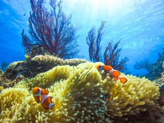 カクレクマノミとリュウキュウイソバナ