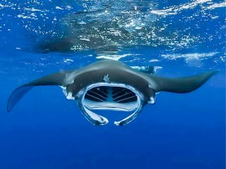 マンタとシュノーケリング!