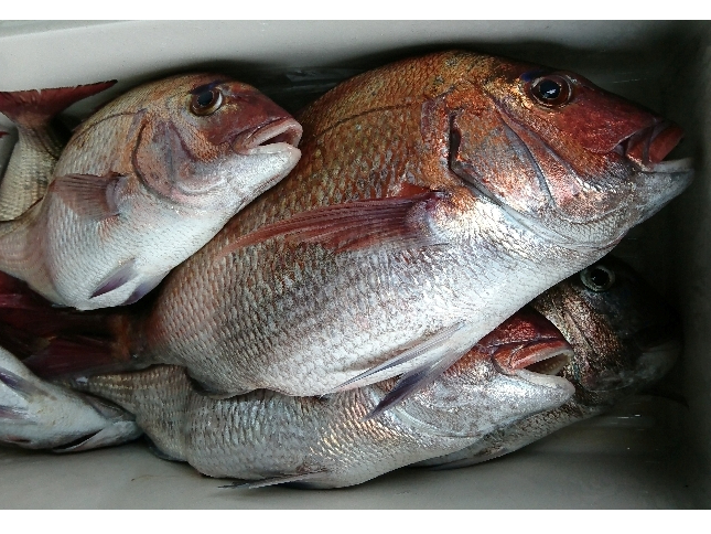 ނp̓VR}_CނĂ݂܂񂩁I@A薔͔ΉĂ܂B