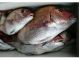 むつ湾の天然マダイを釣ってみませんか! ※お持ち帰り又は発送も対応しています。