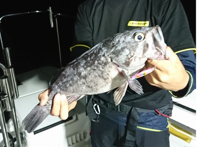 写真はむつ湾のソイです。他にメバル、カサゴ、カレイ、アイナメなど釣れます。