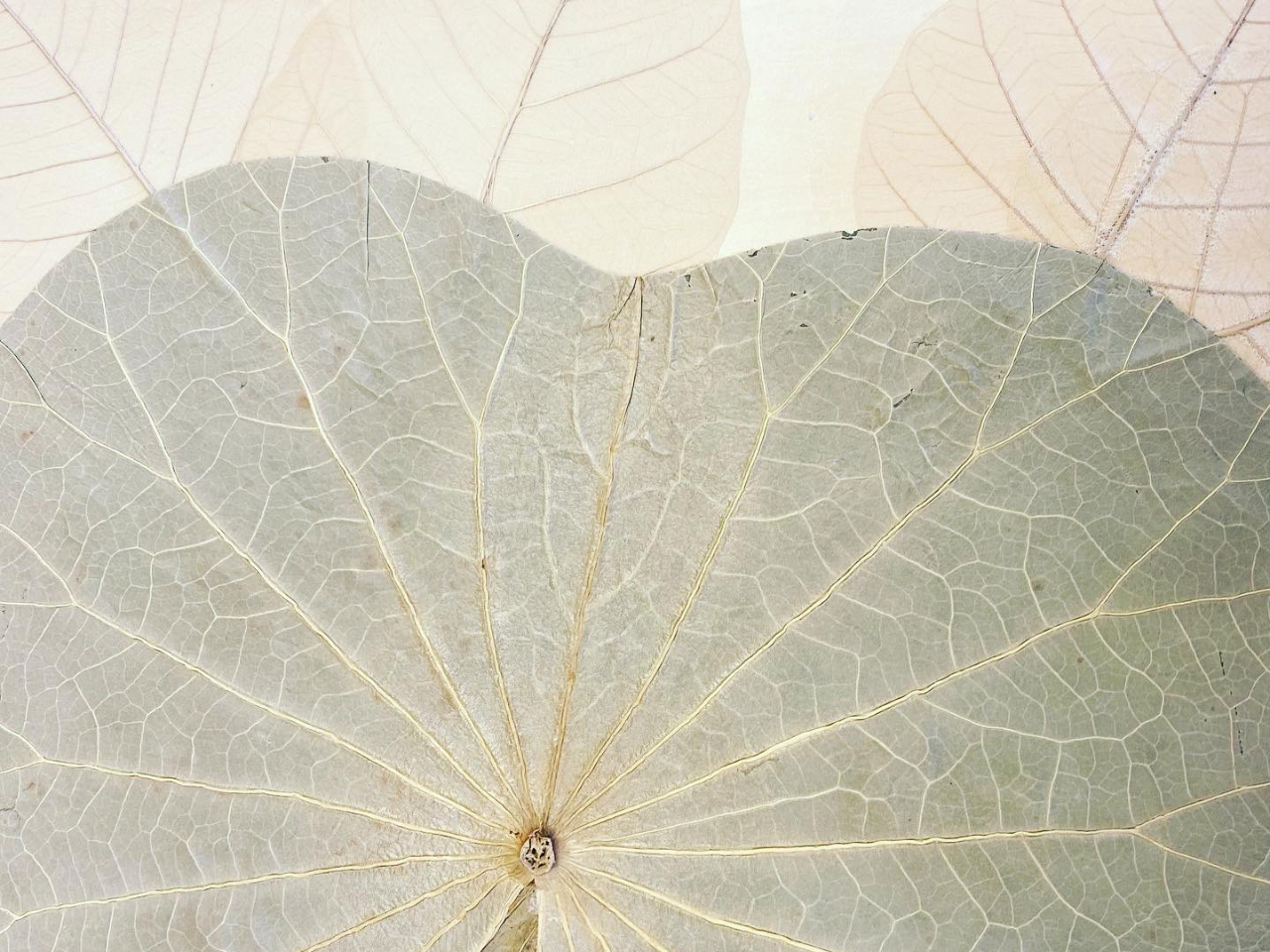 FO@i`őfGB@VR̘@̗tɐGȂ炪@RɔzuĂ܂B@v܂܁@𓮂Ă݂ĂB