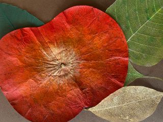 A4フォトフレームに蓮の葉と インド菩提樹 ゴムの葉を使って作品を作ります。 お子様にも大人の方にも大人気のワークショップです。