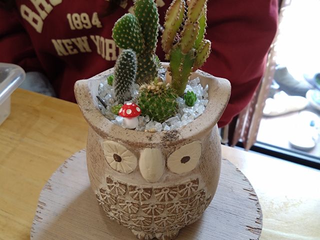 作品例 サボテンの寄せ植えです。