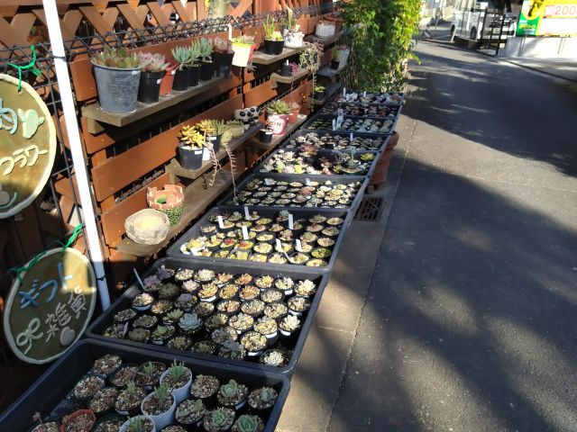 お好きな多肉植物を選べます♪