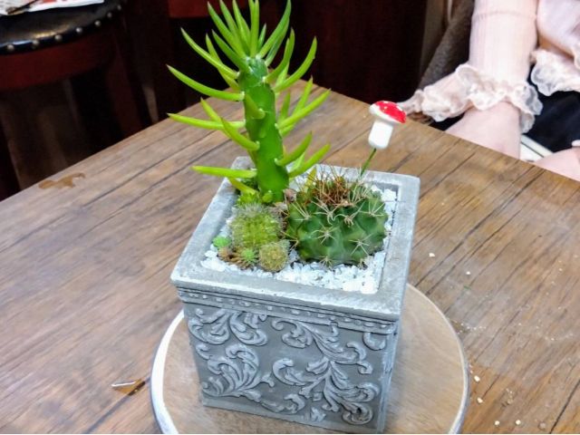 作品例 サボテンの寄せ植えです。