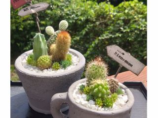 サボテンの寄せ植え 夏は特におすすめ!