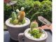 サボテンの寄せ植え 夏は特におすすめ!