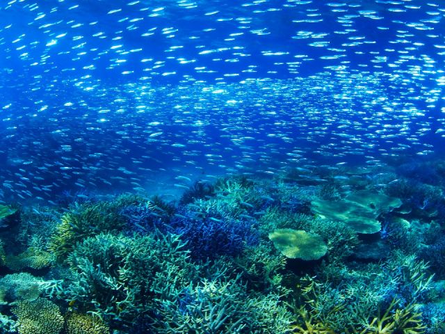 サンゴ礁と多くの魚たち