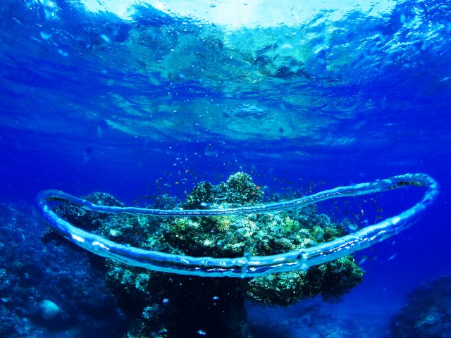 素敵な魅力たくさんの海の中