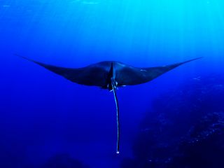 マンタ遭遇率No1の石垣島の海