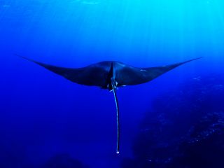 マンタ遭遇率No1の石垣島の海