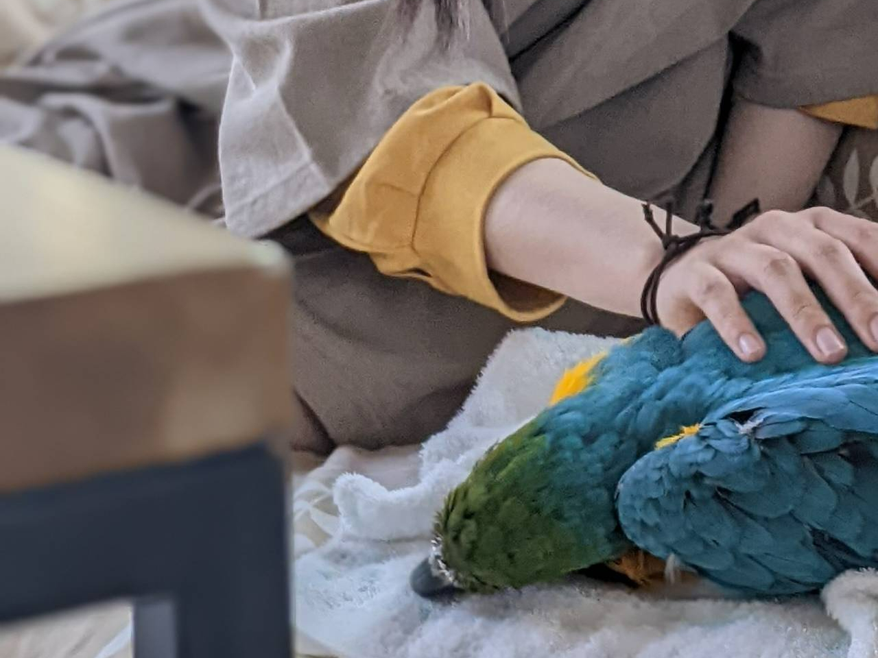 �Ⴊ�������������B�����R���S�E�C���R�̂͂Ȃ����ł��B��낵���ˁI