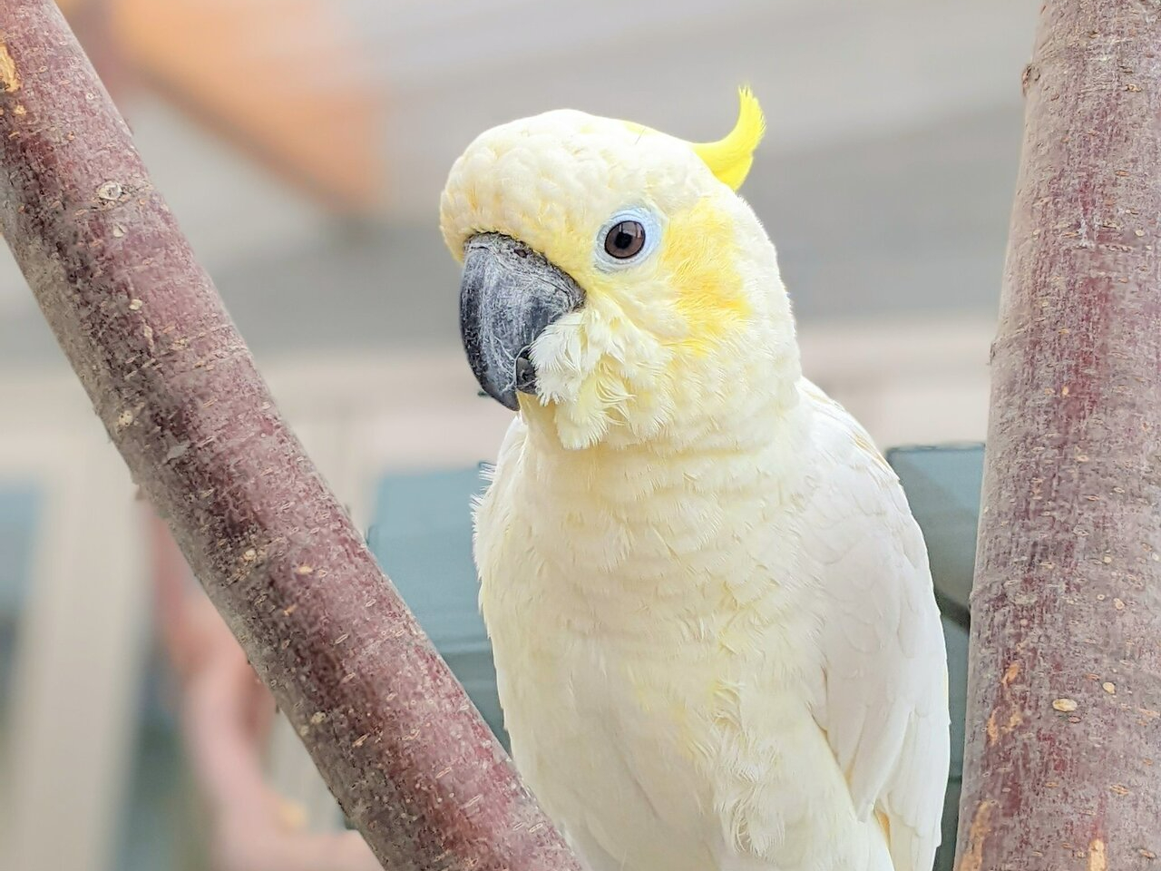 ����ۂۃt�F�C�X�́A�R�o�^�������I