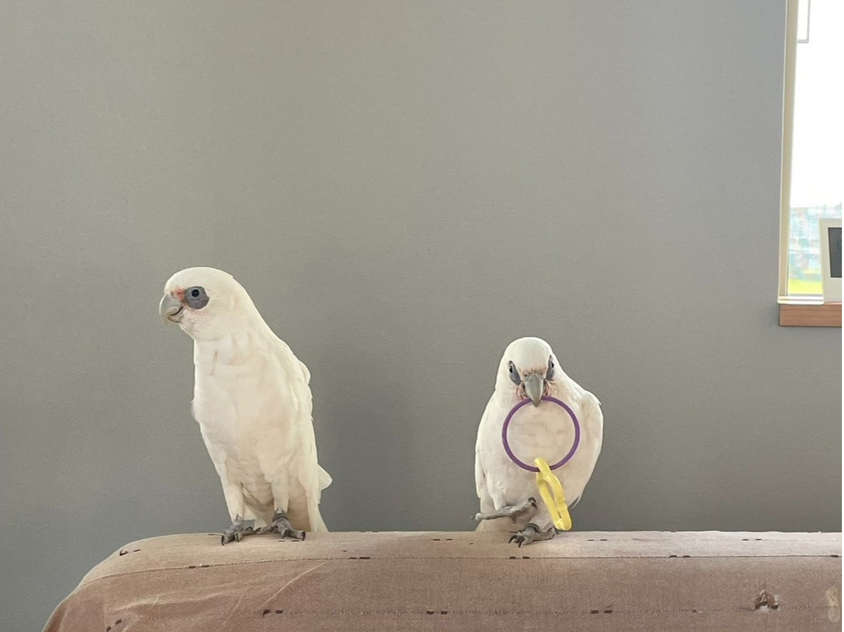 ���C�����ς��A�J�r�^�CS