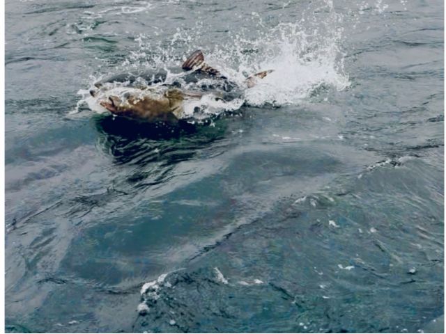 50kg超えるクロマグロの餌やり体験。マグロが空を飛ぶ!?