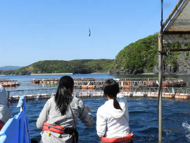 クロマグロの餌やり体験!!餌が大きすぎる!!