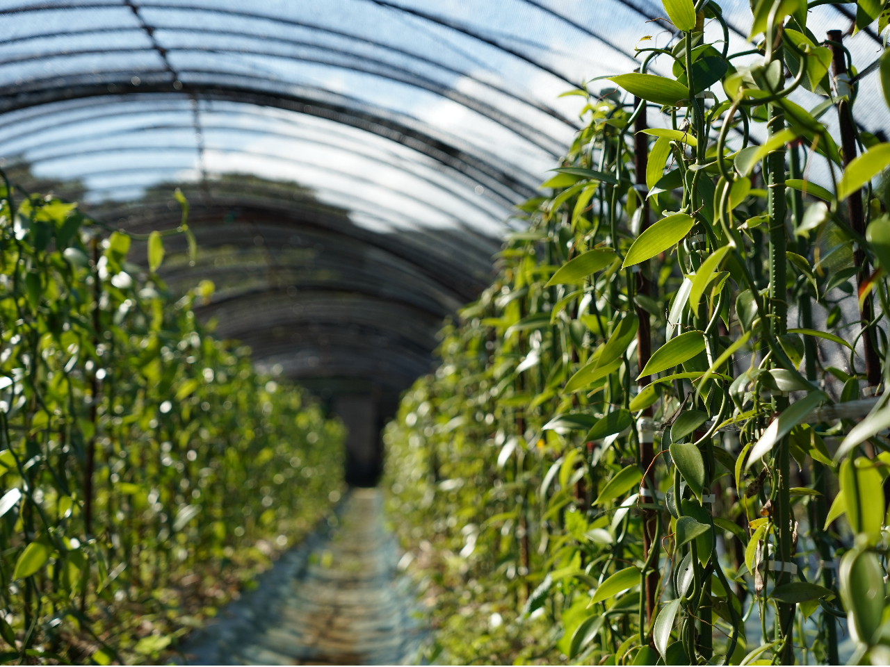スイーツに欠かせないスパイスの女王!
世界でも貴重なバニラビーンズの農園をご見学いただけます!
開花シーズンではバニラのお花もご覧いただけます!