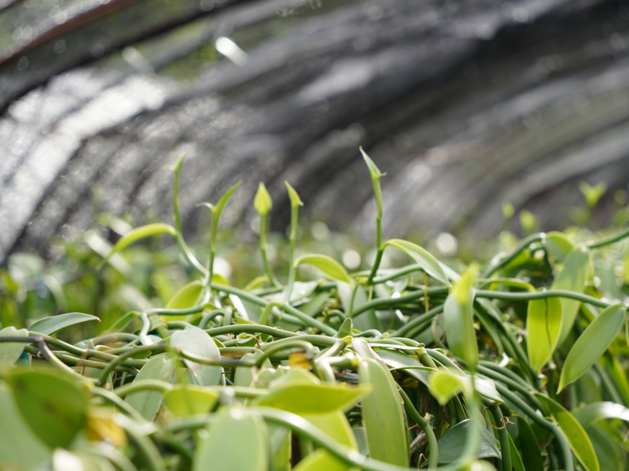 奄美の太陽に向かって伸びるバニラ