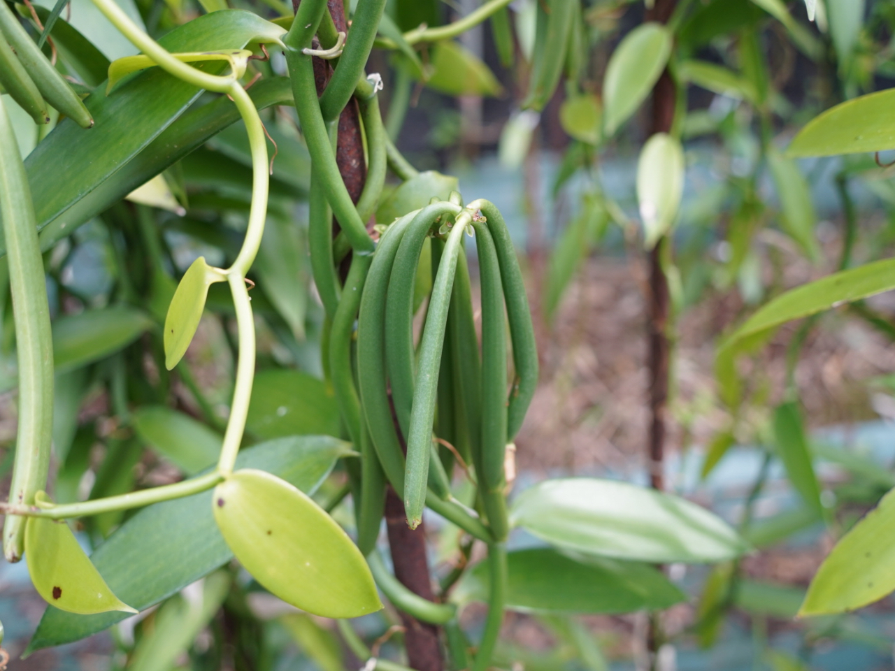 梅雨明けごろから年末まではバニラの実もご覧いただけます。