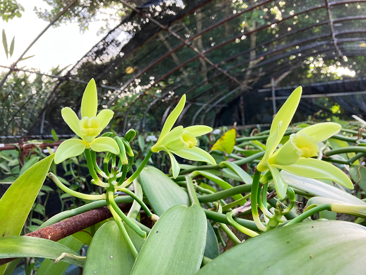 梅雨前後ではバニラのお花もご見学いただけます。