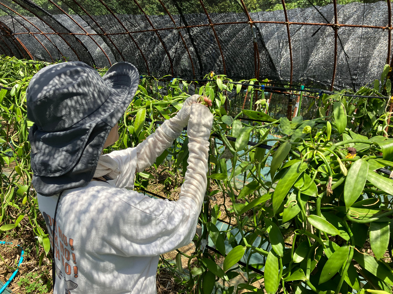 開花シーズンはお客様に受粉体験を行なっていただくこともございます。